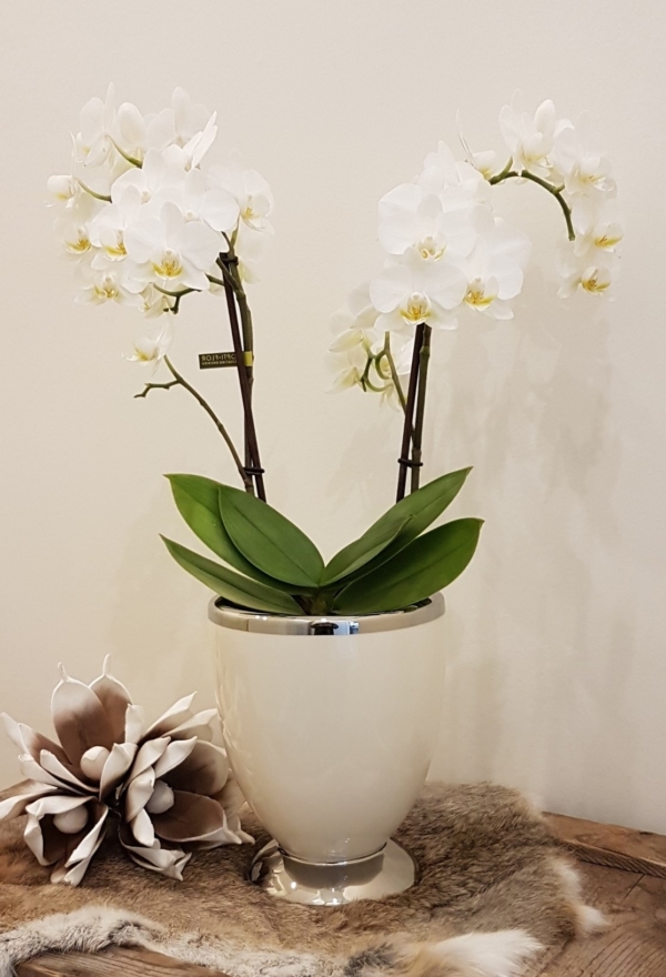 Tischvase / Übertopf - Keramik - rund - creme / silber - Höhe 19,5 cm – Bild 3