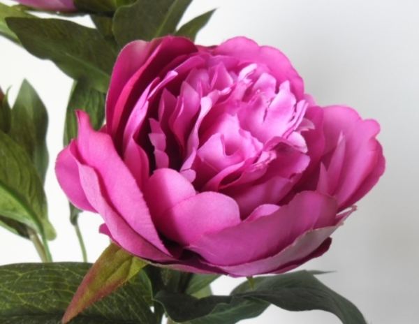 Pfingstrose - Seidenblüte - pink – Bild 3
